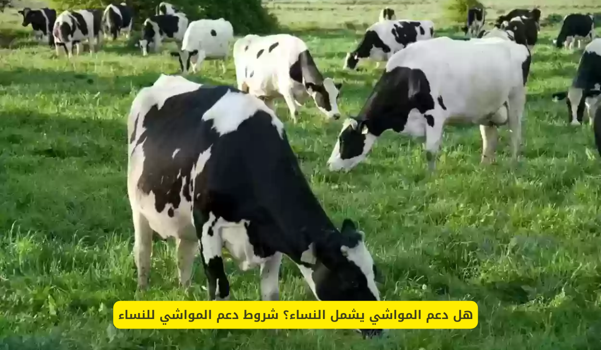 شروط دعم المواشي للنساء